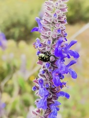 Zygogramma signatipennis