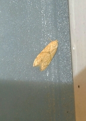Blastobasis decolorella