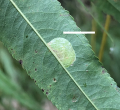 Phyllonorycter salicifoliella
