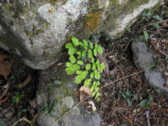 Adiantum raddianum