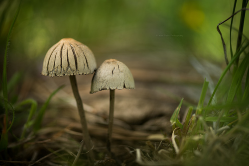 Petticoat Mottlegill