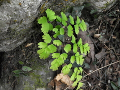 Adiantum raddianum