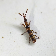 Brentinae