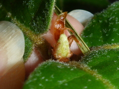 Andricus notholithocarpi