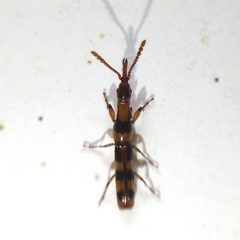 Brentinae
