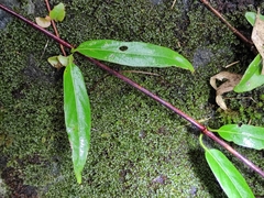 Paederia foetida