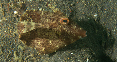 Pseudomonacanthus macrurus