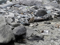 Cinclodes albiventris