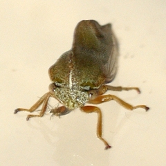 Cyrtolobus tuberosus