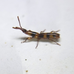 Brentinae