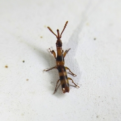 Brentinae