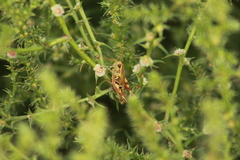 Melanoplinae