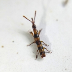 Brentinae