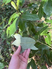 Cartrema americana