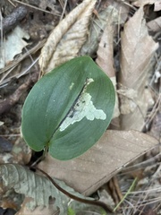 Liriomyza smilacinae