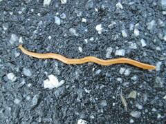 Bipalium adventitium