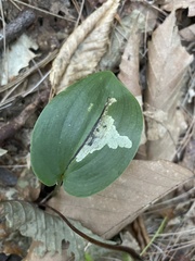 Liriomyza smilacinae