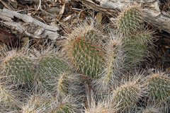 Opuntia polyacantha erinacea