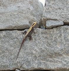 Psammophilus dorsalis