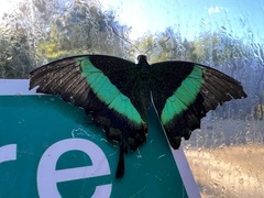 Papilio palinurus