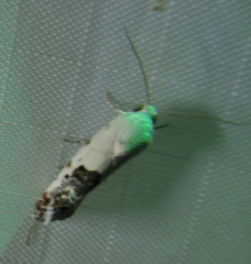 Ponometia erastrioides