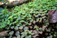 Peperomia serpens
