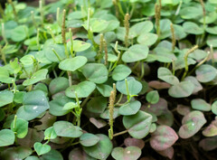 Peperomia serpens
