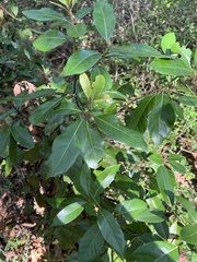 Cartrema americana