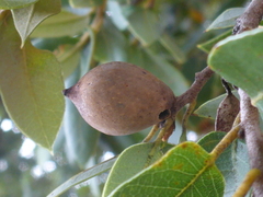 Heteroecus pacificus