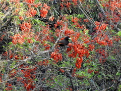 Psarocolius decumanus