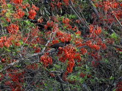 Erythrina falcata