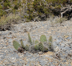 Opuntia polyacantha erinacea