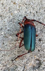 Stenaspis verticalis