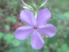 Phlox amplifolia