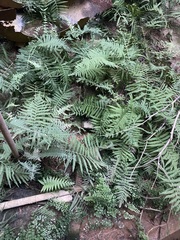 Pteris vittata