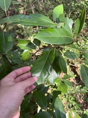 Cartrema americana