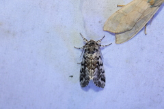 Panthea acronyctoides