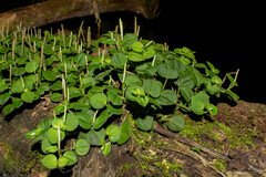 Peperomia serpens