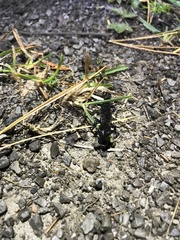 Ambystoma 'unisexual complex'