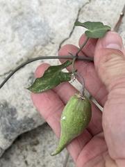 Funastrum cynanchoides