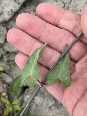 Funastrum cynanchoides