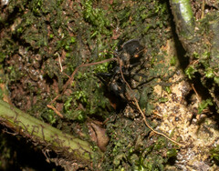 Ophiocordyceps kniphofioides