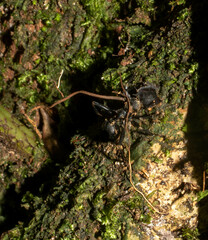 Ophiocordyceps kniphofioides