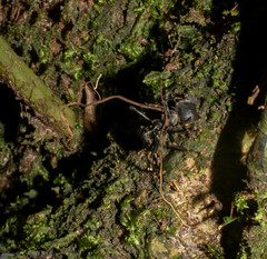 Ophiocordyceps kniphofioides