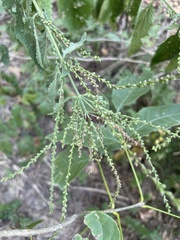 Verbena urticifolia