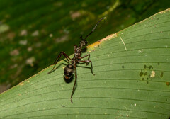 Dolichoderus attelaboides