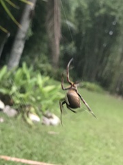 Eriophora ravilla