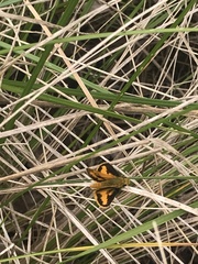 Ocybadistes walkeri sothis