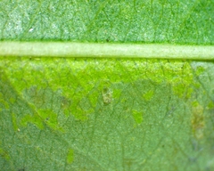 Phyllonorycter salicifoliella