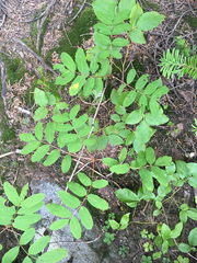 Sorbus sitchensis grayi